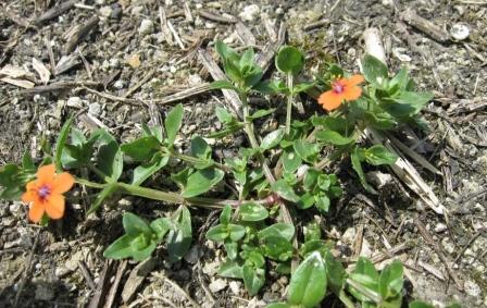 Lysimachia (=Anagallis) arvensis